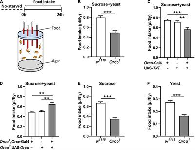 Olfactory Senses Modulate Food Consumption and Physiology in Drosophila melanogaster